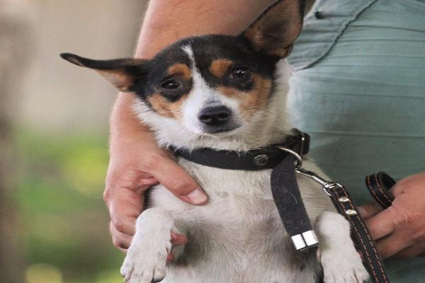 Найденную в мусорном баке собаку чудом спасли после жестокого избиения жильцом многоэтажки Ставрополя