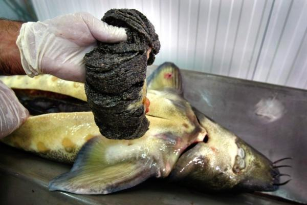Рыбу осетровых пород изъяли из незаконного оборота в Ставропольском крае