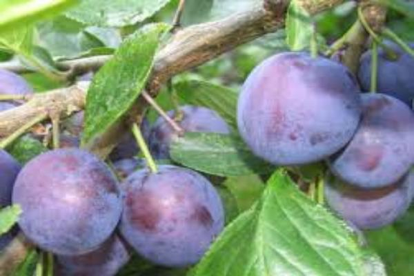 Зараженные оспой фрукты нашли на Ставрополье