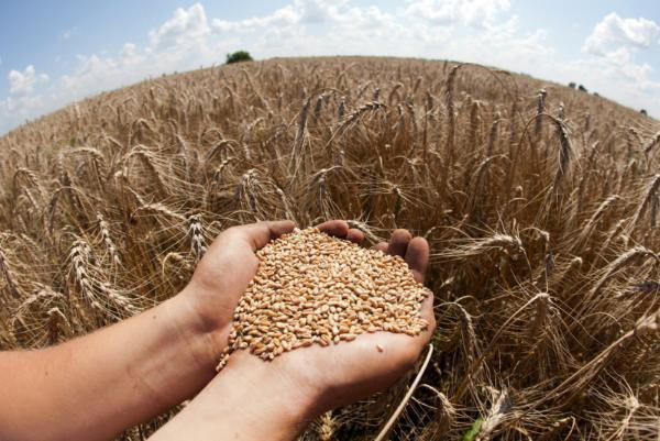 На Ставрополье улучшилось качество пшеницы