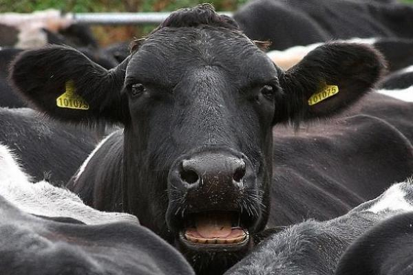 Зараженных бруцеллезом коров обнаружили на Ставрополье