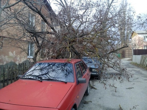 В Ставрополе ветер вырвал дерево с корнем и повалил его на автомобили