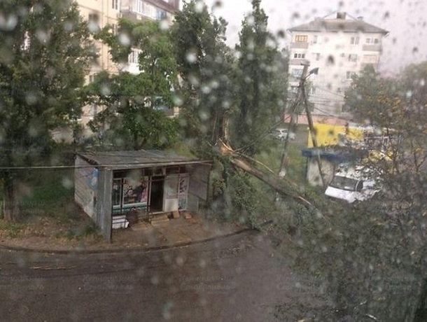 Дерево рухнуло после бури в Ставрополе — к месту прибыла «скорая»