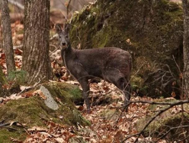 В лесах Железноводска заметили редкого оленя
