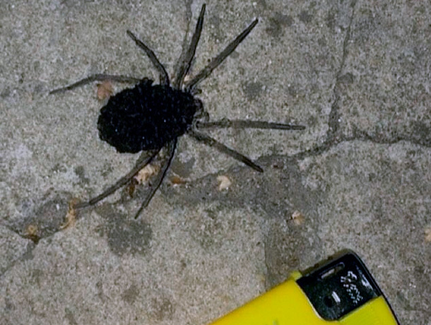 Жуткий паук с детёнышами возле гипермаркета напугал жителей Ставрополя