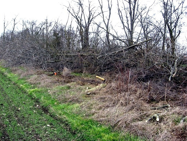 Браконьер незаконно вырубил 40 деревьев на Ставрополье