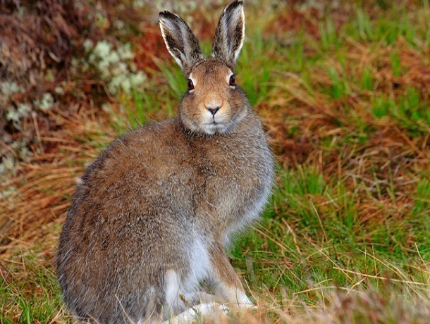 Охотиться на зайца-русака запретили в 45 охотничьих угодьях Ставрополья