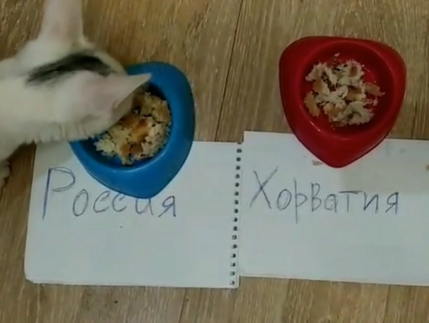 Ставропольский кот предсказал победу России в четвертьфинале ЧМ-2018