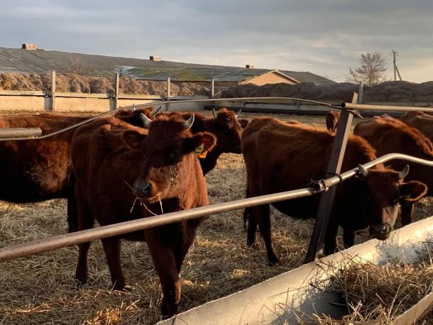 На Ставрополье на 22% увеличилось производство говядины