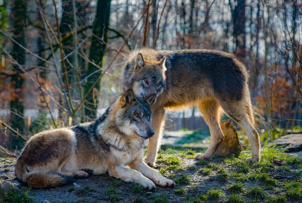 Пострадавшим от нападения волков людям на Ставрополье оказывается медицинская помощь