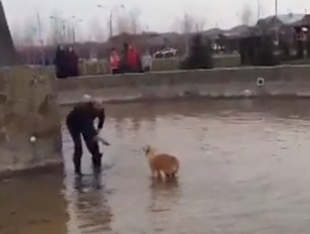 Трогательное спасение упавшей в фонтан собаки попало на видео под Ставрополем