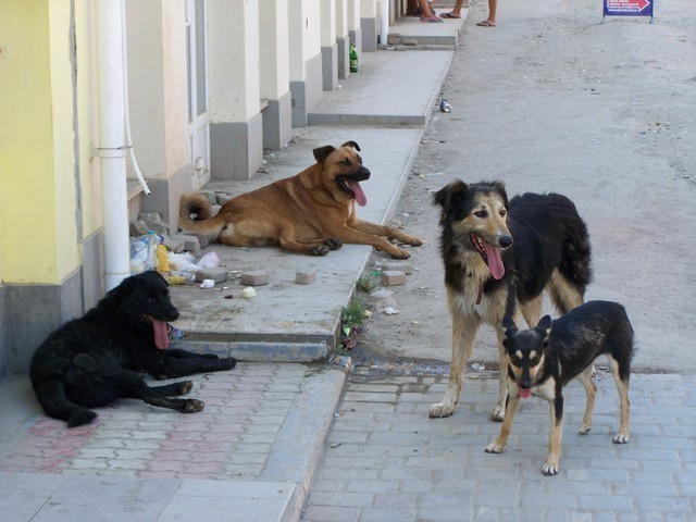 Жители Невинномысска подвергаются нападениям бродячих собак
