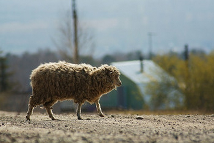У фермера в Буденновске украли отару овец
