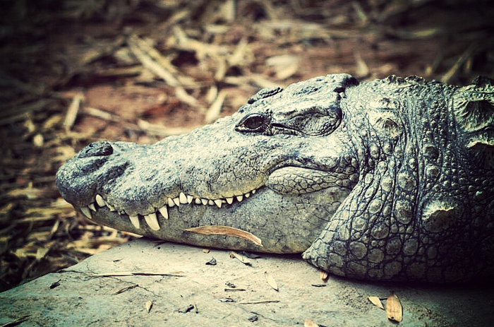 В Пятигорский зоопарк отправили ставропольского крокодила Гену