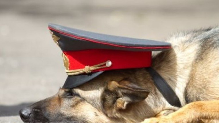 Собака нашла наркотик в одном из домов Ставрополья