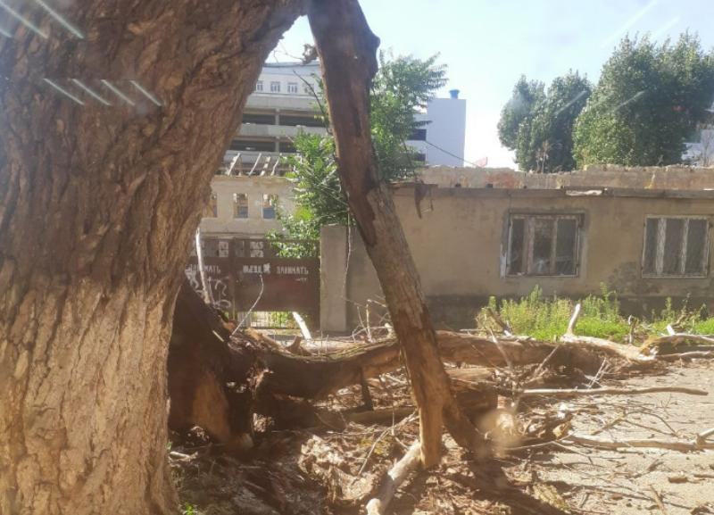 После публикации «Блокнота» в Ставрополе снесли огромное опасное дерево