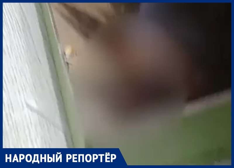 Белку с пробитой головой обнаружили в Ставрополе