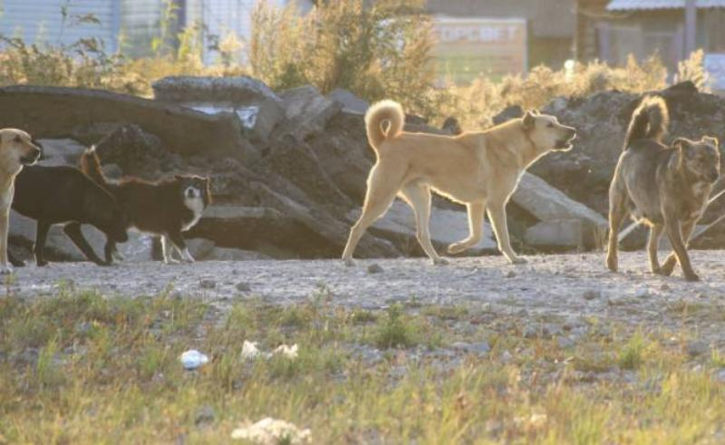 В центре Ставрополя стая бродячих собак терроризирует целый дом
