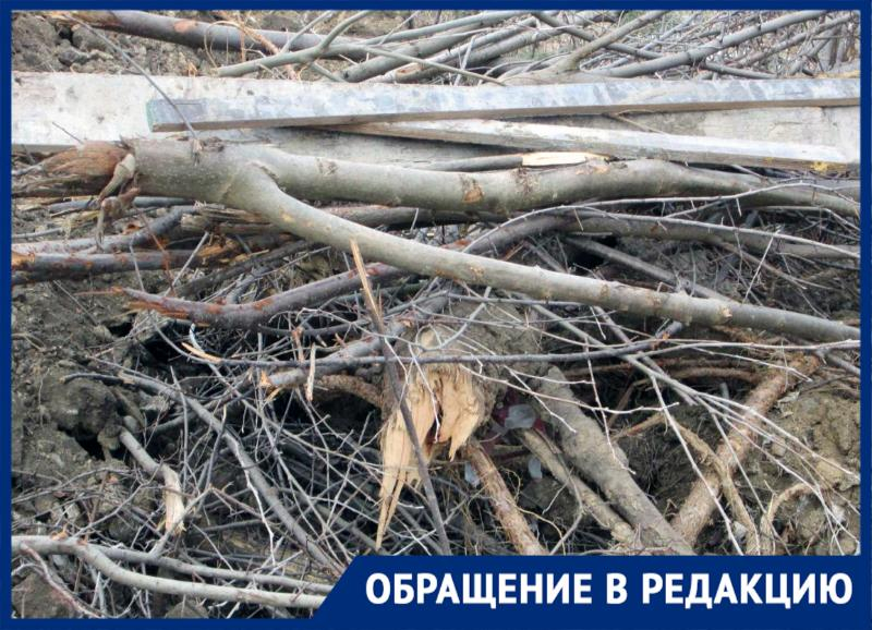 Мэрию Кисловодска обвинили в покровительстве «черным лесорубам»