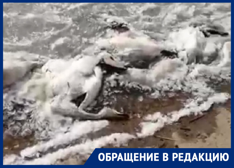 «Просто пипец, что мы творим»: сотни вмерзших в лед трупов диких уток и журавлей показал житель Ставрополья