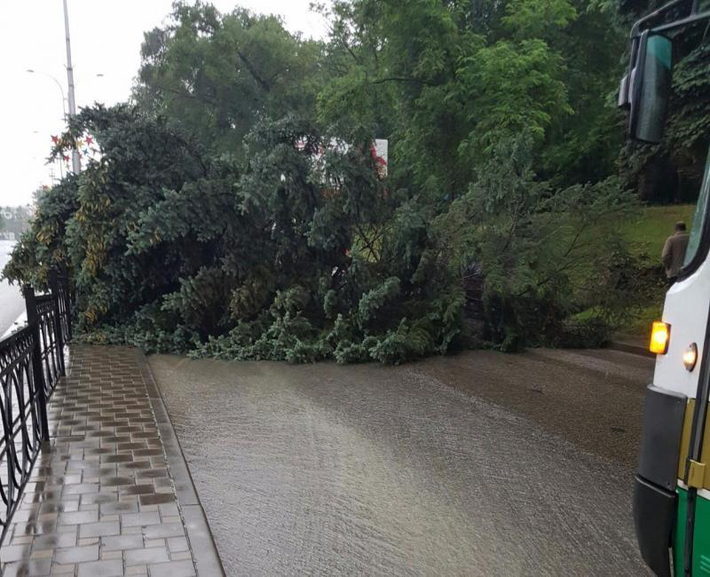 Дерево рухнуло на проезжую часть в Пятигорске и парализовало движение