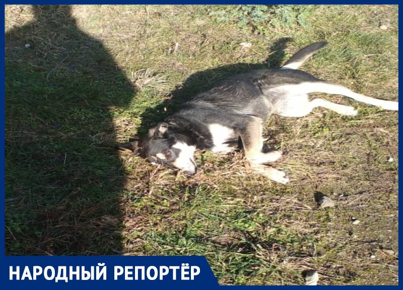 Ветеран Великой Отечественной войны просит спасти раненую бездомную собаку в Ставрополе