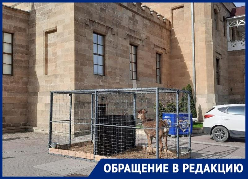 Сидящие на солнцепеке в клетке олень и лань в Кисловодске возмутили местных жителей