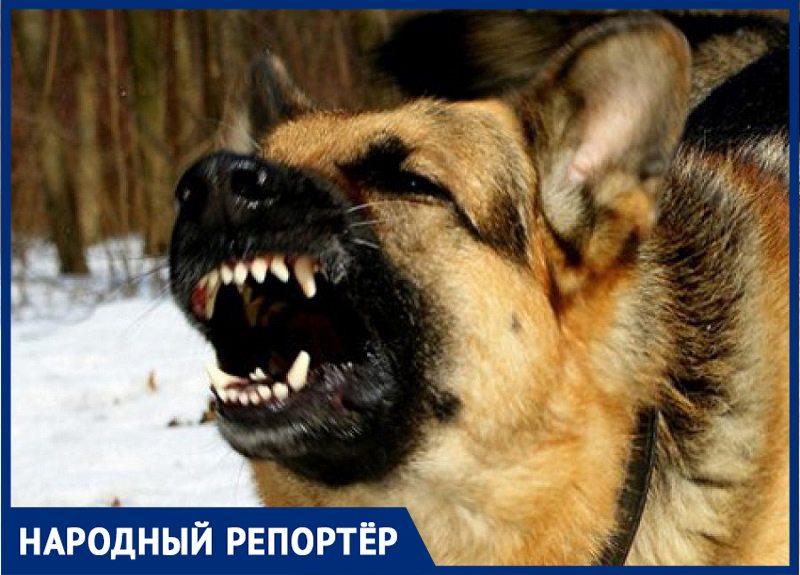 Бездомная собака напала на жителя Михайловска