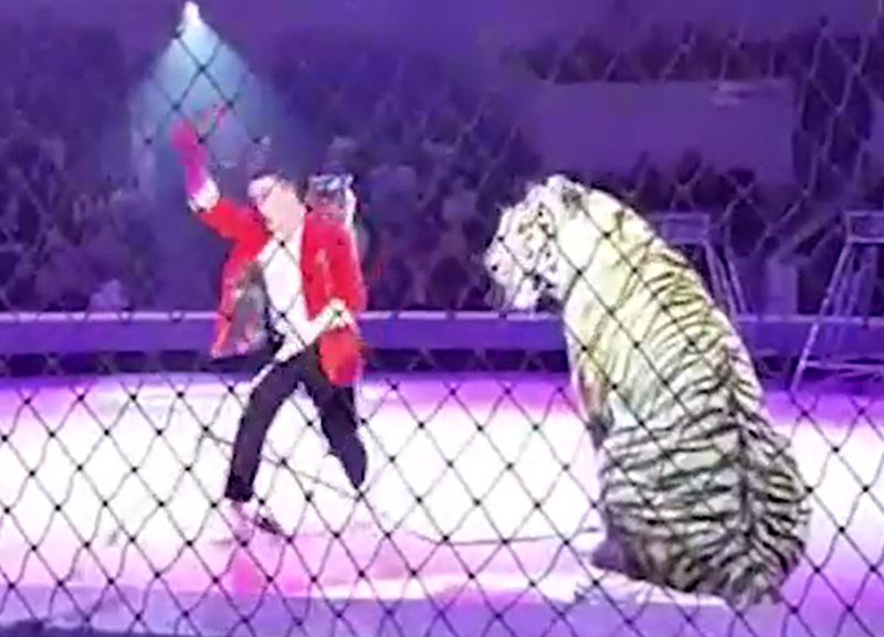 Жесткая драка тигров во время представления в цирке Кисловодска попала на видео