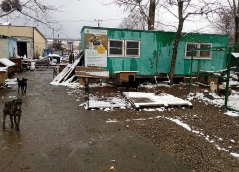 Более 600 питомцев приюта для животных в Ставрополе могут оказаться на улице через месяц