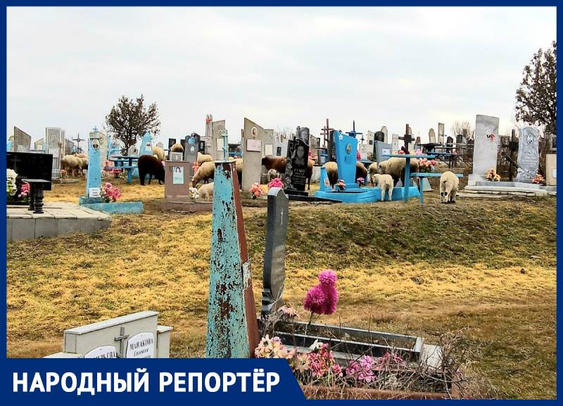 Овцы облюбовали сельское кладбище на Ставрополье