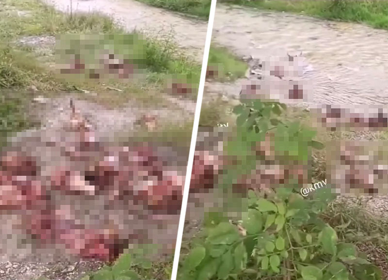 Ставропольцы нашли десятки отрубленных голов скота рядом с рекой Юца