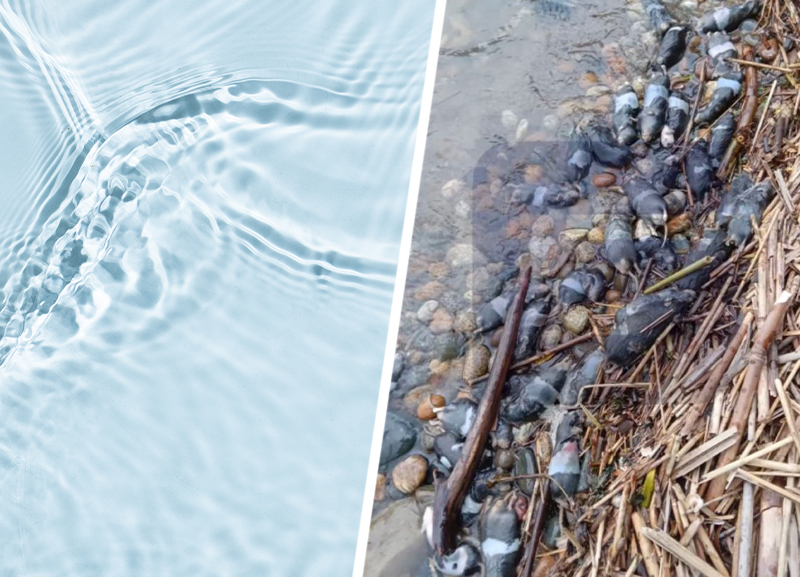 Воду из источника с мертвыми грызунами рекомендовали кипятить жителям Ставрополья