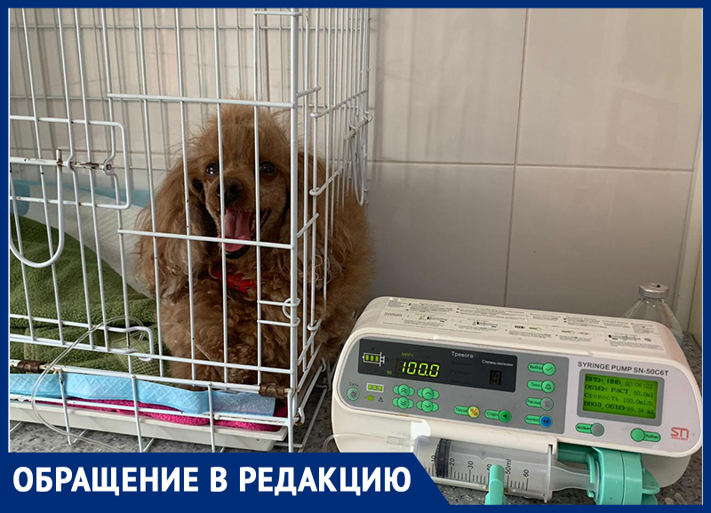 Собаку парализовало из-за укуса клеща в Ставрополе, но опасность есть и ...