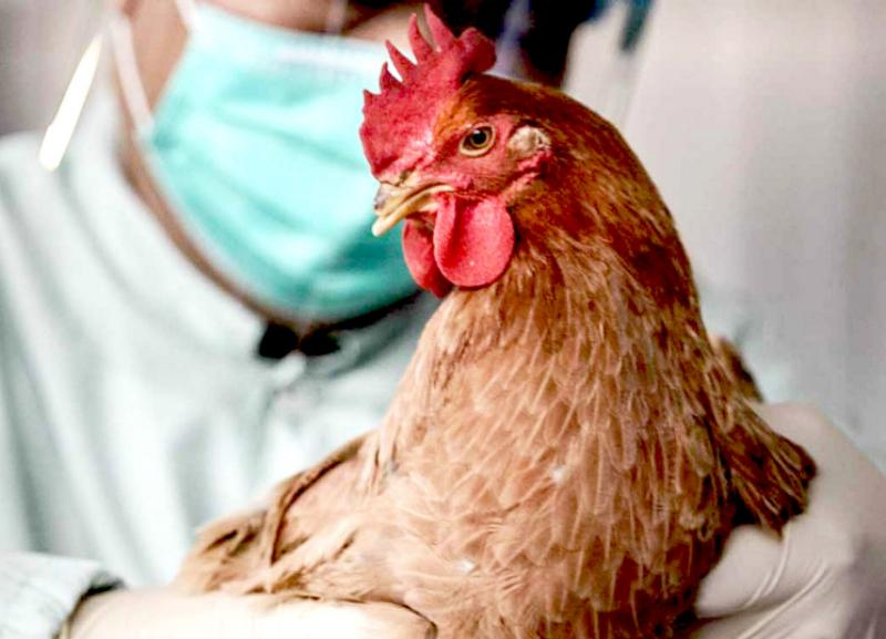 В Ставрополе обнаружили очаг высокопатогенного гриппа птиц