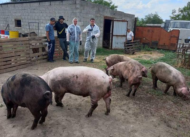 За день подворья Ставрополья опустели почти на две сотни свиней из-за африканской чумы