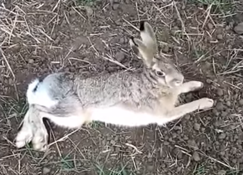 «Все вытравили»: умирающий заяц на полях Ставрополья попал на видео