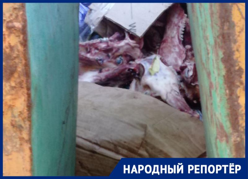 Вонючие черепа у детского сада возмутили жителей Ставрополя