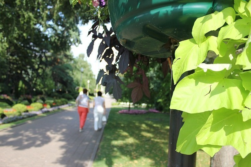 Каштаны в центре Ставрополя спилят и заменят их аллеей новых деревьев