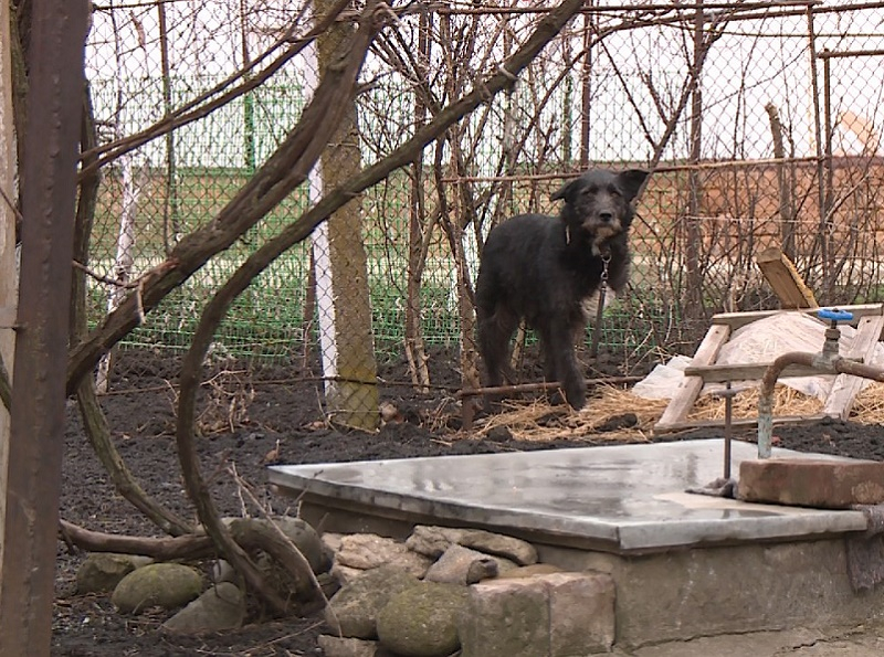 Осуждён живодёр, искалечивший бродячую собаку в посёлке Каскадном