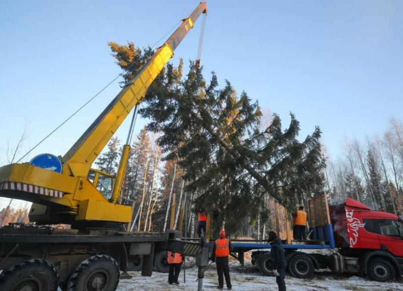 Елочная драма в Новопавловске: как жители и власти города дерево не поделили