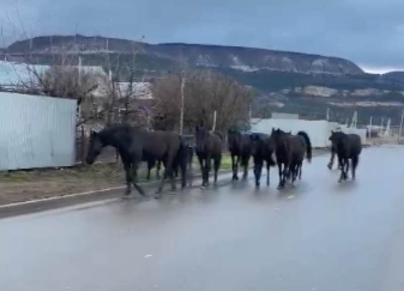 Из-за прогулки по Кисловодску «арестовали» табун лошадей