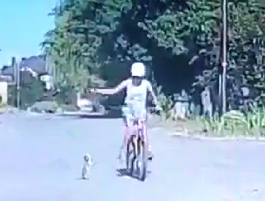  Проклятиями осыпали юного живодера на велосипеде жители Ставрополя после просмотра видео с истязанием котенка до смерти