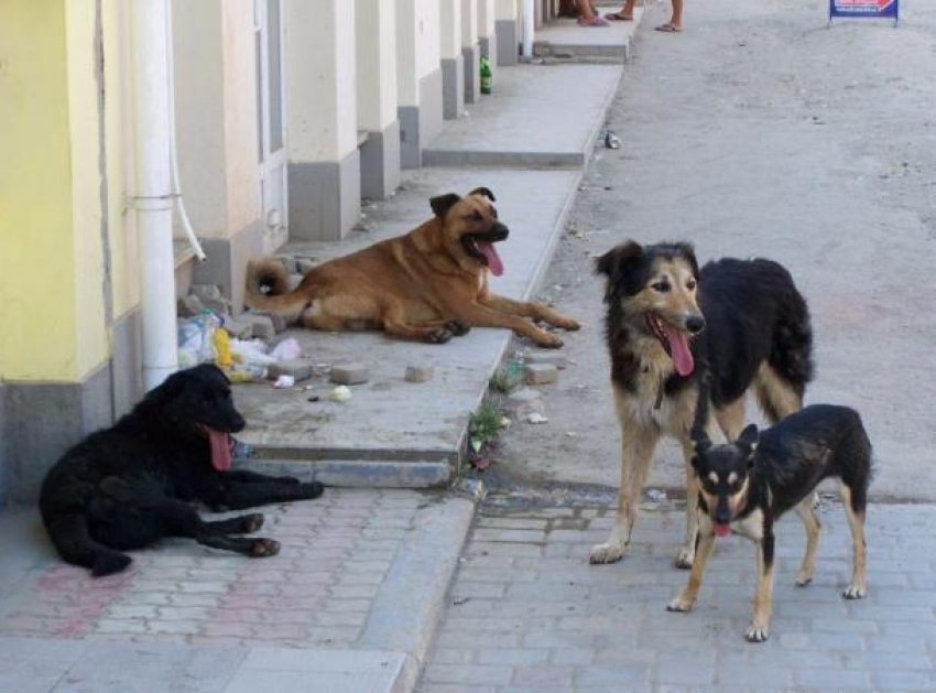 Информацией о жестокой расправе над собаками в Ессентуках заинтересовалась горадминистрация
