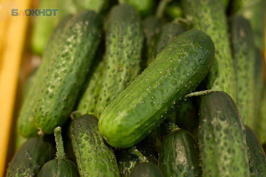 Огурцы на Ставрополье не сдают позиции и продолжают дорожать