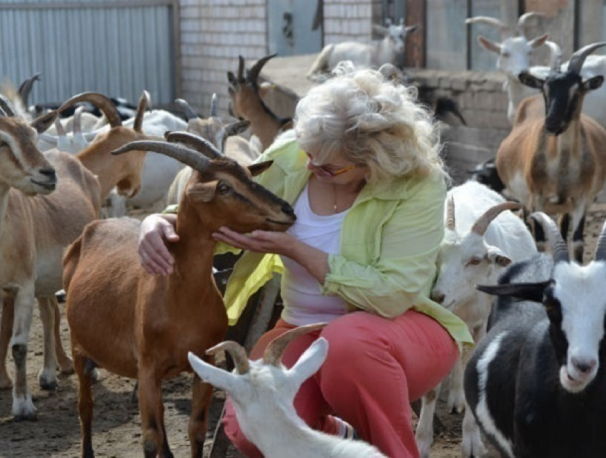 Пять лет колонии за кражу пяти коз у соседей грозит жительнице Ставрополья