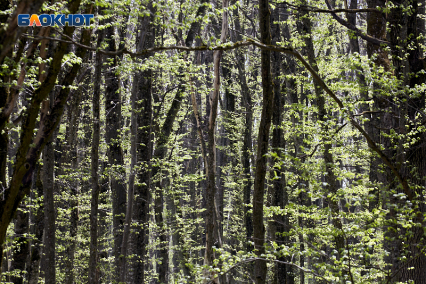 Погодные качели от +2 до +15 пообещали ставропольцам 25 ноября 