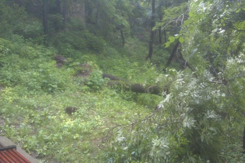 Два больших дерева упали в Ессентуках
