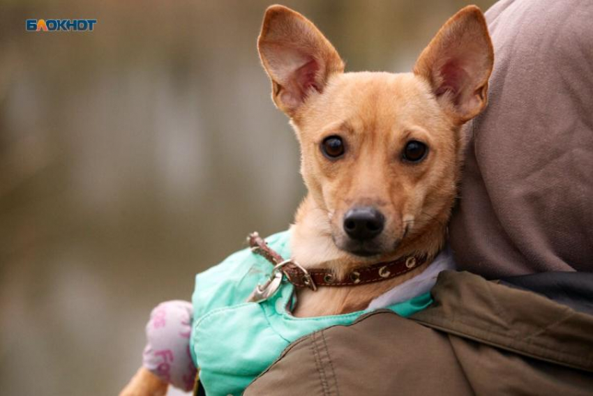 Ответственность за здоровье укушенной собакой девочки понесет администрация Пятигорска 