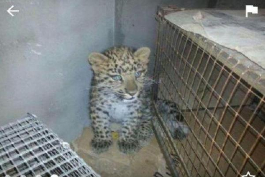 Объявления о продаже детёнышей леопардов в Пятигорске смутили жителей города
